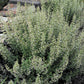 CALAMINTHA NEPETA SSP. NEPETA