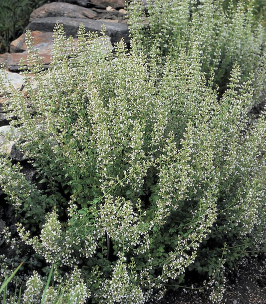 CALAMINTHA NEPETA SSP. NEPETA