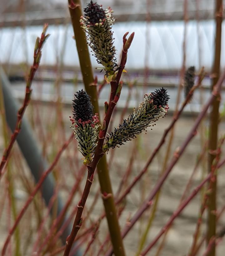 SALIX MELANOSTACHYS - BLACK PUSSY WILLOW