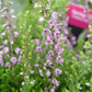 CALLUNA VULGARIS `SPRING TORCH`