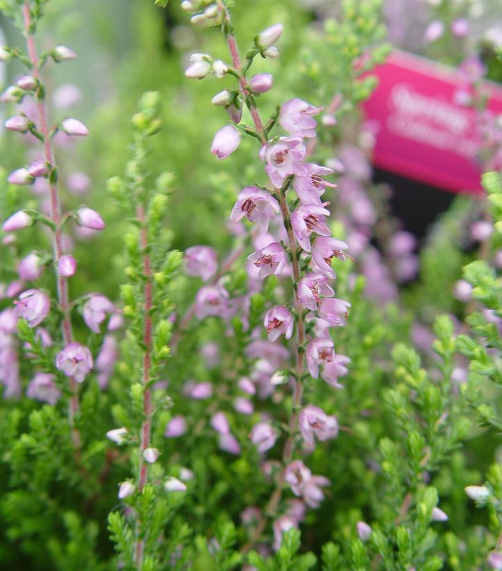 CALLUNA VULGARIS `SPRING TORCH`