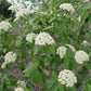 VIBURNUM X PRAGENSE