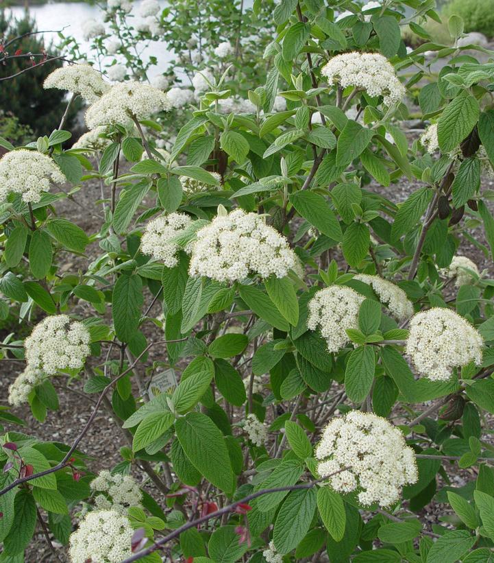 Viburnum x Pragense-Prague viburnum