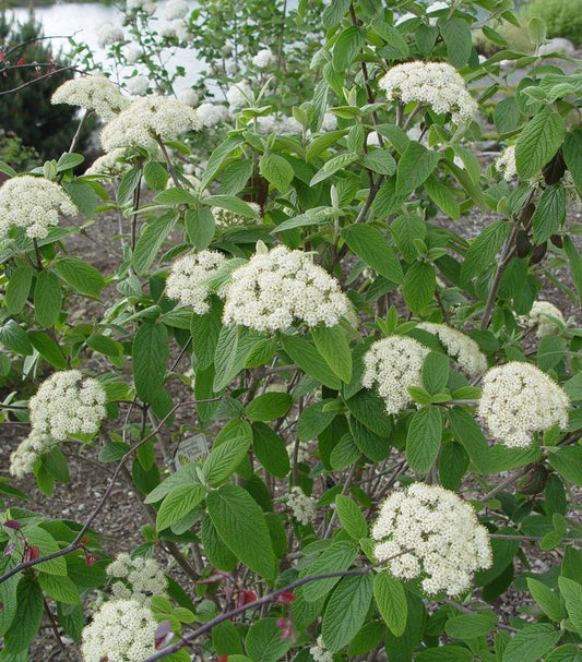 Viburnum x Pragense-Prague viburnum