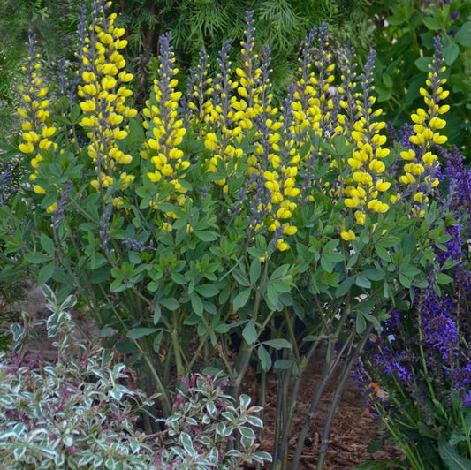 BAPTISIA DECADENCE `LEMON MERINGUE`