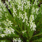 CALLUNA VULGARIS `MAIRES`