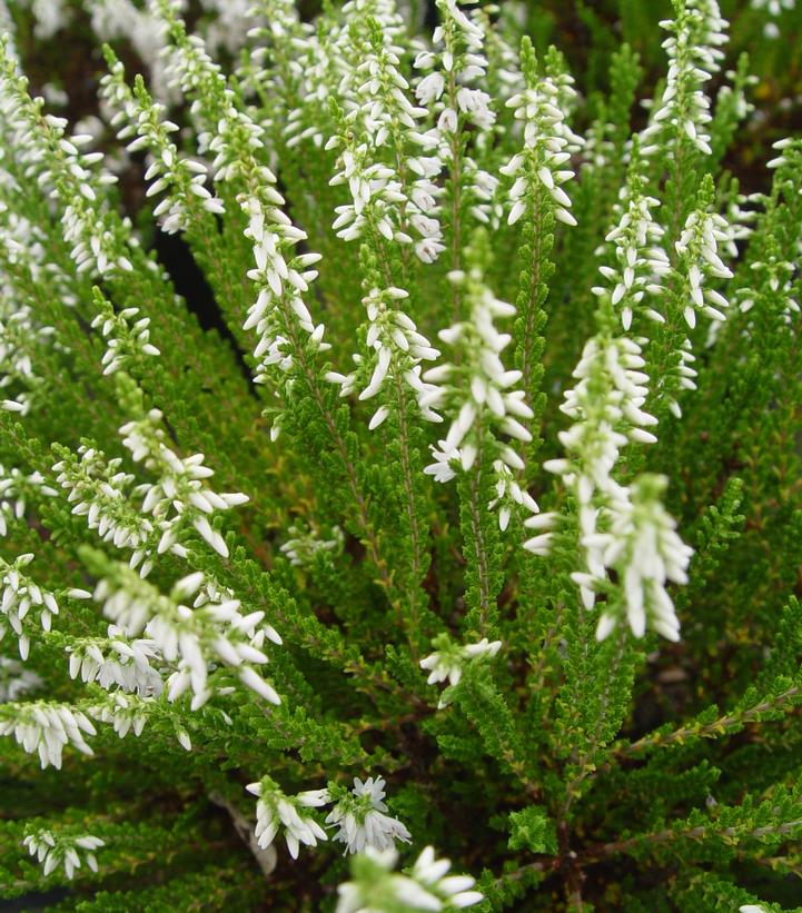 CALLUNA VULGARIS `MAIRES`