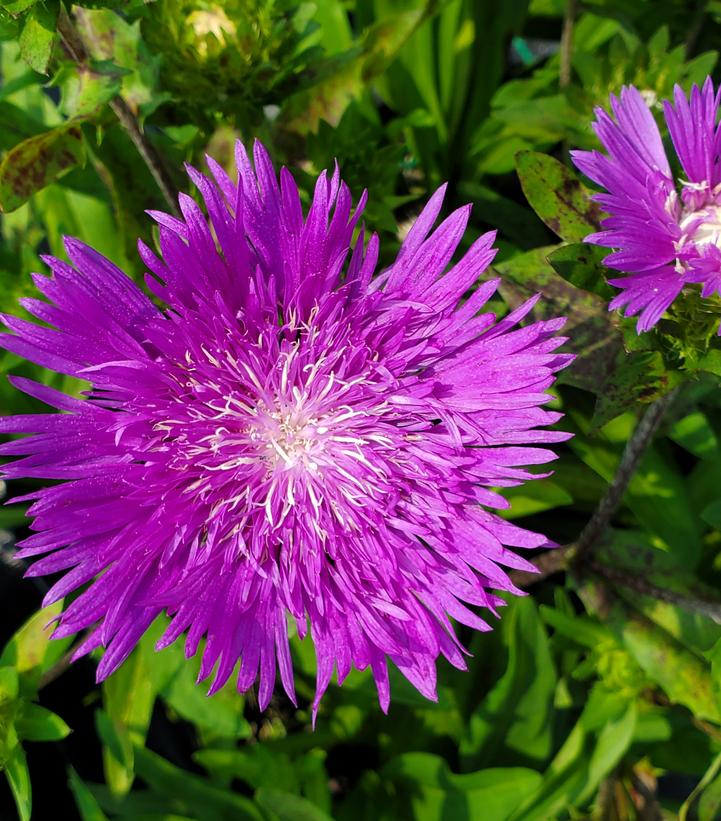 STOKESIA LAEVIS `HONEYSONG PURPLE`-Stoke's Aster