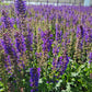 SALVIA NEMEROSA `SALLYROSA APRIL NIGHT`