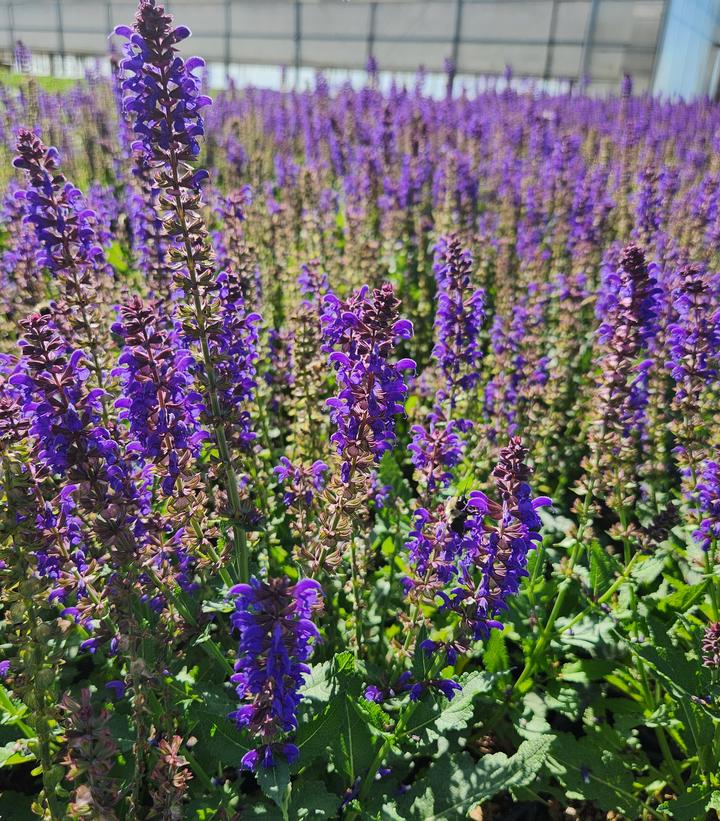 SALVIA NEMEROSA `SALLYROSA APRIL NIGHT`