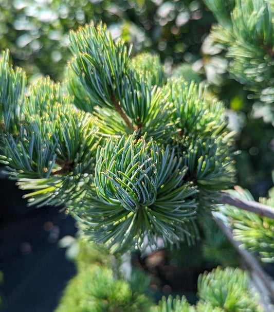 PINUS PARVIFLORA `GLAUCA`