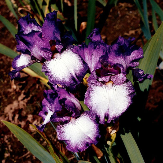 IRIS GERMANICA `MARIPOSA AUTUMN` (PURPLE)