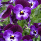 VIOLA `PENNY DENIM JUMP-UP`