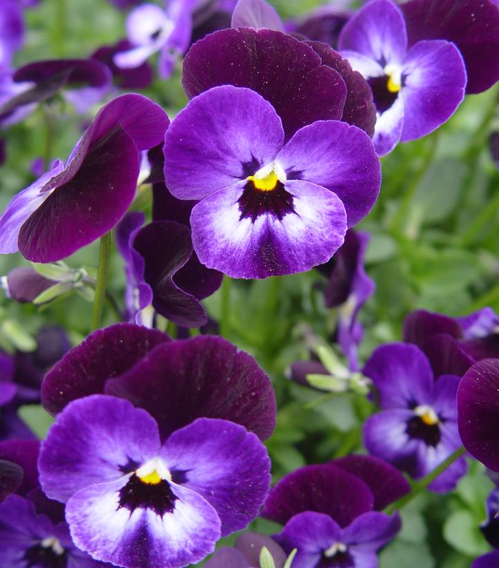 VIOLA `PENNY DENIM JUMP-UP`