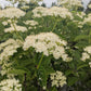 VIBURNUM DENTATUM `AUTUMN JAZZ`