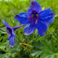 DELPHINIUM `BLUE BUTTERFLY`