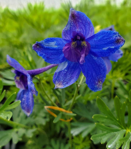 DELPHINIUM `BLUE BUTTERFLY`