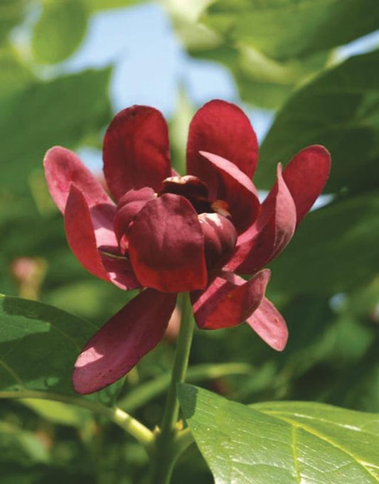 CALYCANTHUS X `APHRODITE`