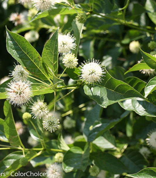 CEPHALANTHUS OCCIDENTALIS