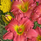 HEMEROCALLIS `PASSIONATE RETURNS`