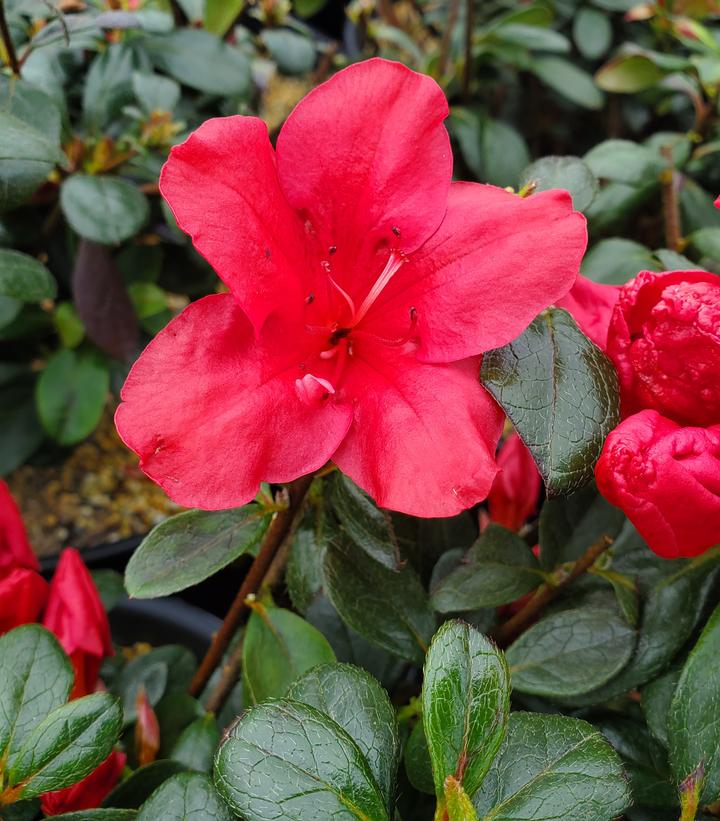 AZALEA KAEMPFERI `JOHANNA`