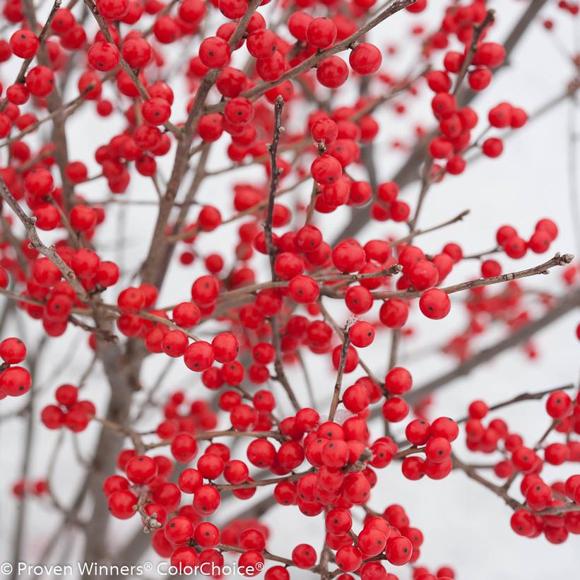 ILEX VERTICILLATA `BERRY POPPINS`