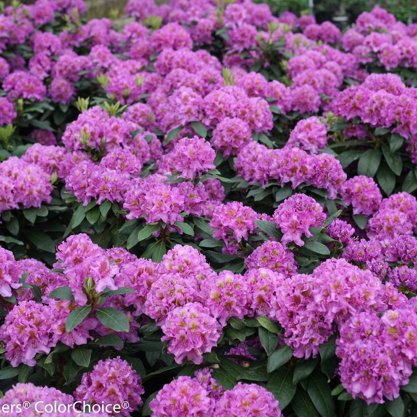 RHODODENDRON `DANDY MAN PURPLE`