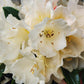 RHODODENDRON YAK. `GOLDEN TORCH`