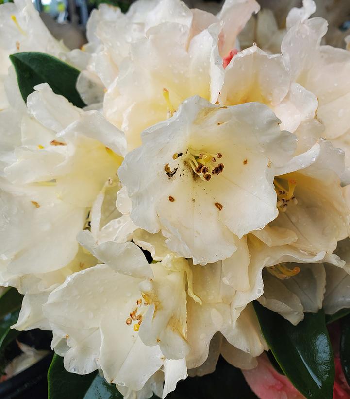 RHODODENDRON YAK. `GOLDEN TORCH`