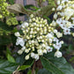 VIBURNUM CARLESII X `NANTUCKET`