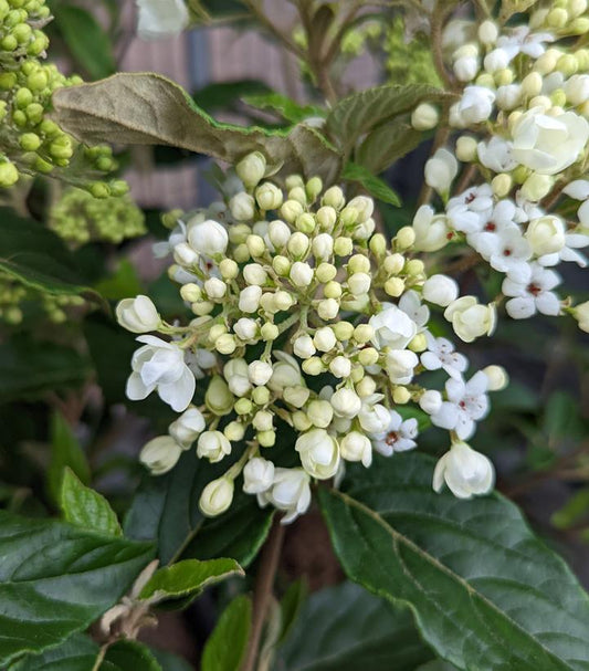 VIBURNUM CARLESII X `NANTUCKET`