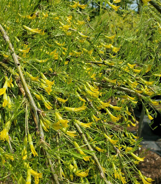 CARAGANA ARBORESCENS `WALKER`