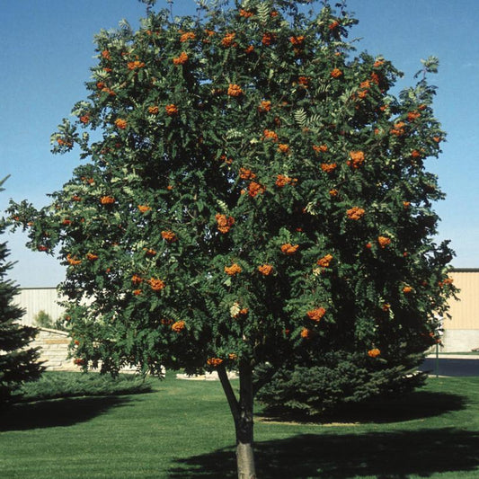 SORBUS AUCUPARIA `CARDINAL ROYAL`