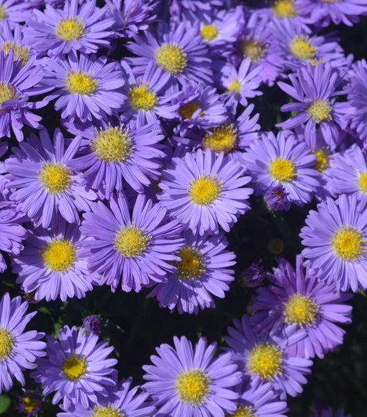 ASTER `KICKIN SAPPHIRE`