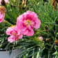 DIANTHUS F.P. `SWEETIE PIE`