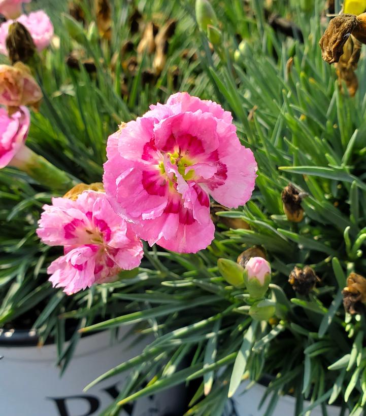 DIANTHUS F.P. `SWEETIE PIE`