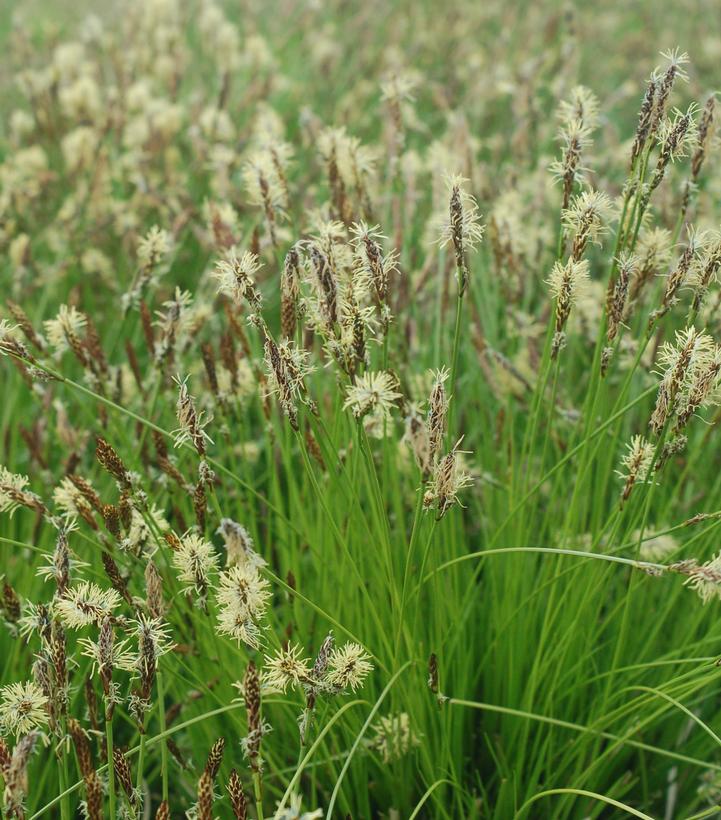 Carex pennsylvanica 1.84 L
