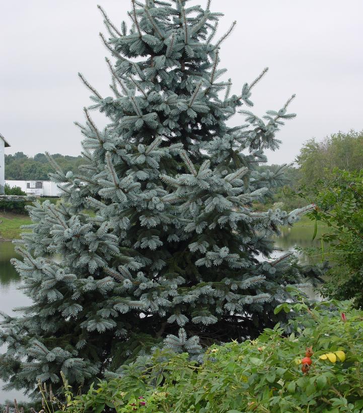 PICEA PUNGENS `GLAUCA`