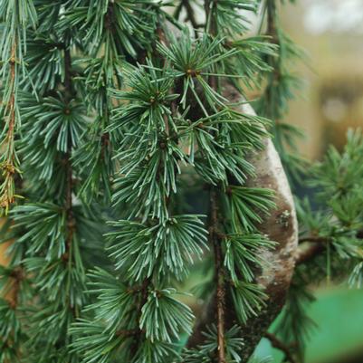 CEDRUS ATLANTICA `GLAUCA`