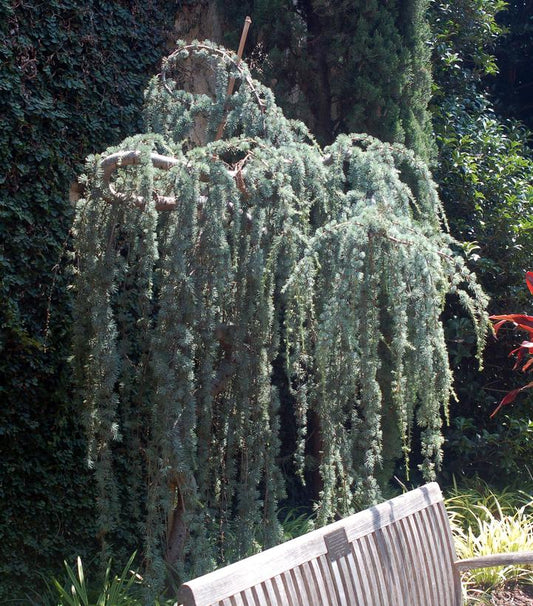 CEDRUS ATLANTICA `GLAUCA PENDULA`