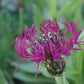 CENTAUREA `AMETHYST DREAM`