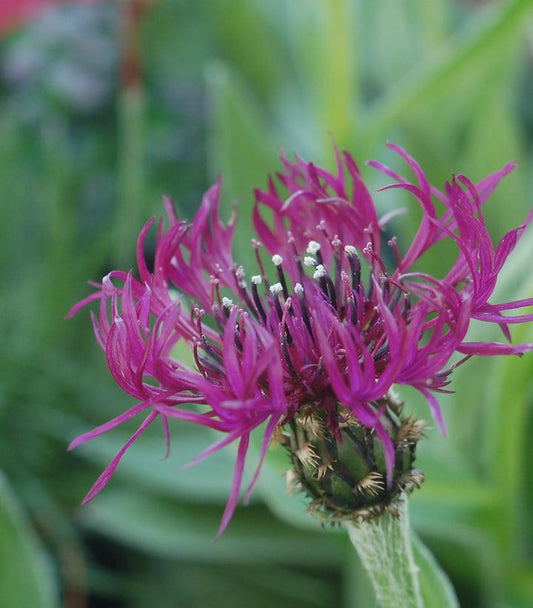 CENTAUREA `AMETHYST DREAM`