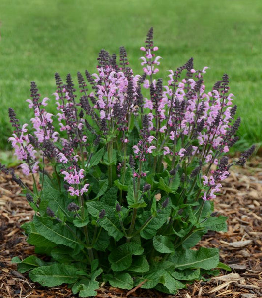 SALVIA COLOR SPIRES' PINK DAWN