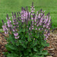 SALVIA COLOR SPIRES' PINK DAWN