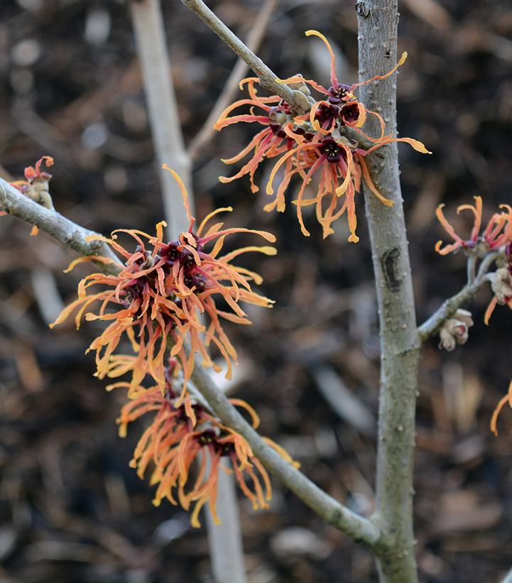HAMAMELIS X `COPPER BEAUTY` (JELENA)