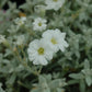 CERASTIUM TOMENTOSUM - 3`` POT