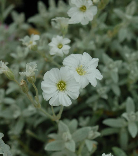 CERASTIUM TOMENTOSUM - 3`` POT