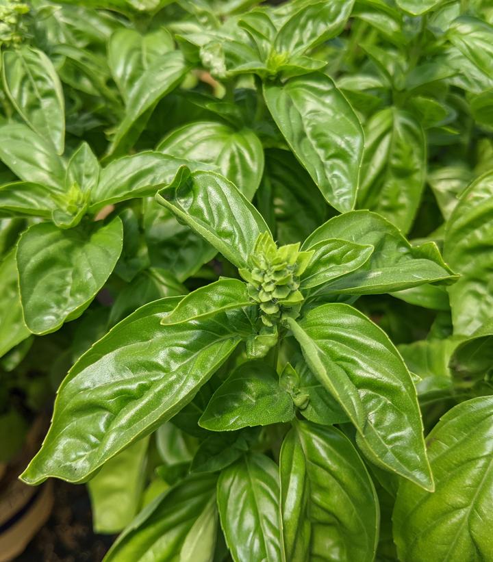OCIMUM DOLCE FRESCA BASIL