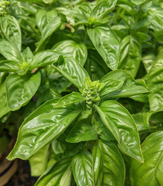 OCIMUM DOLCE FRESCA BASIL