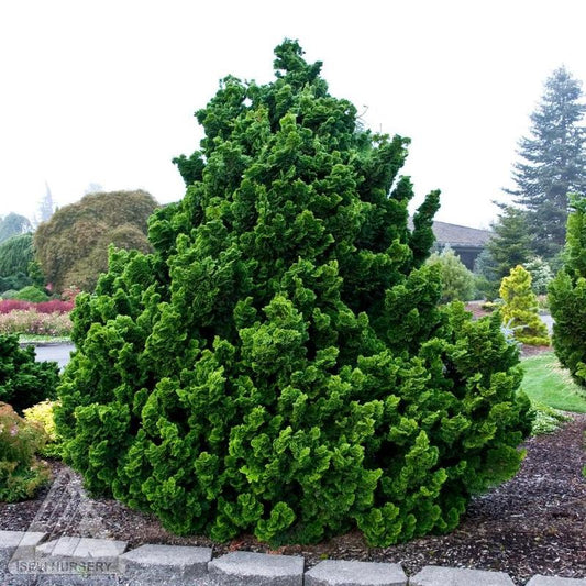 CHAMAECYPARIS. obt. Nana Gracilis-Hinoki cypress